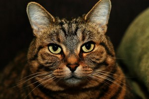 My Pretty Kitty, Mur