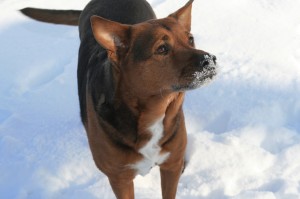 Lola Eating Yummy Snow!!