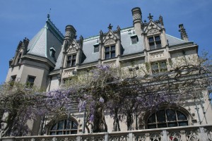 mmm.. wisteria